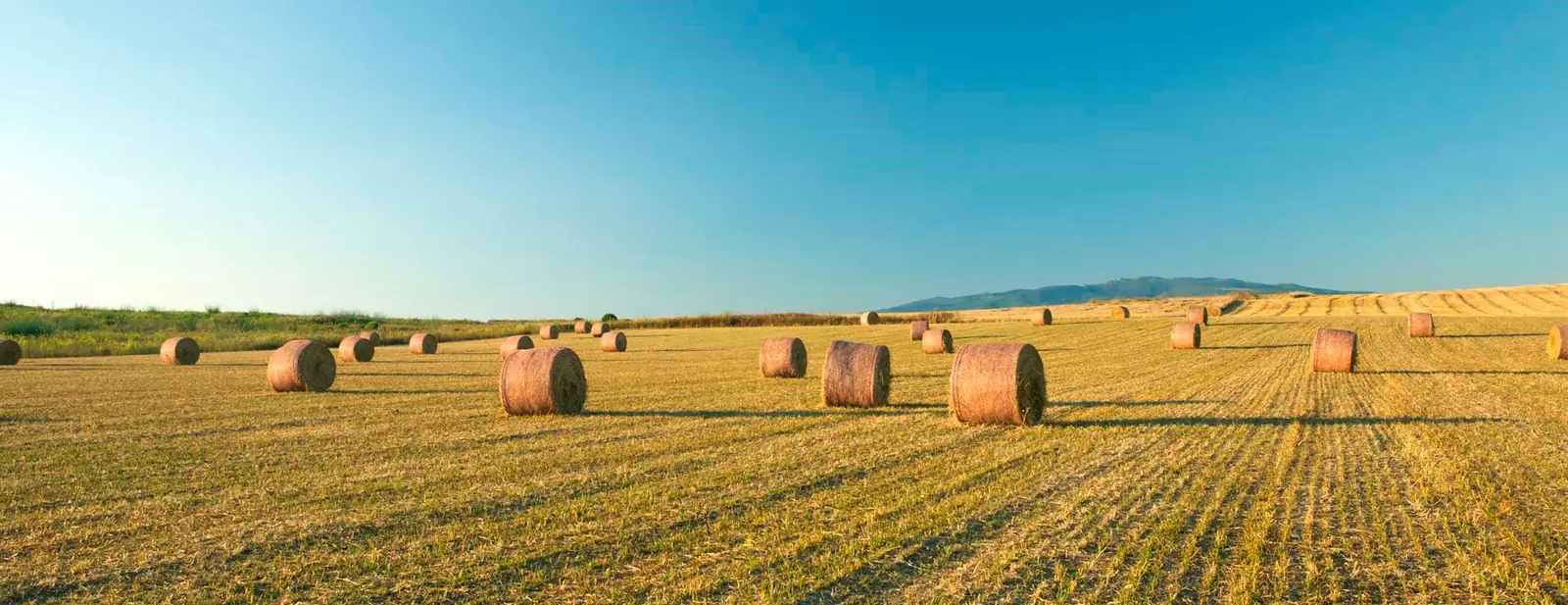 EERA Bioenergy bioenergy research network